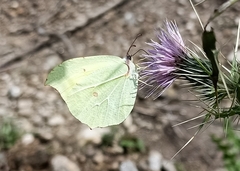 Gonepteryx nepalensis