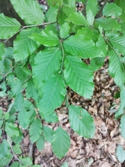 Fagus sylvatica