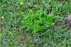 Gentiana cruciata