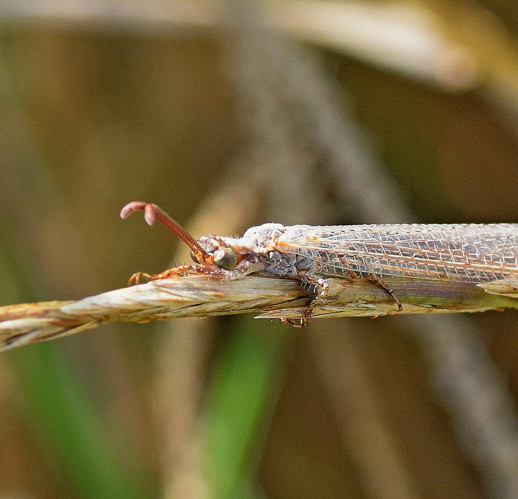 Creoleon plumbeus