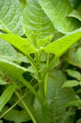 Dipsacus pilosus