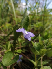 Viola nemoralis
