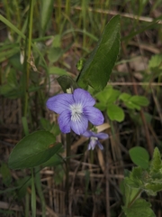 Viola nemoralis
