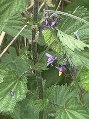 Solanum dulcamara