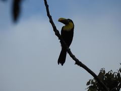 Ramphastos brevis
