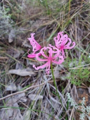 Nerine humilis