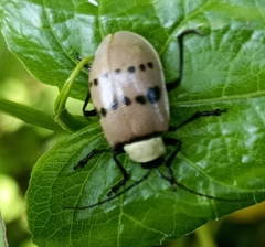 Meristata spilota