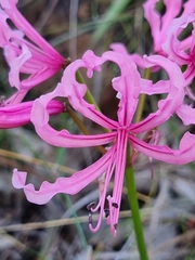 Nerine humilis