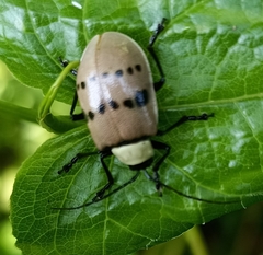 Meristata spilota
