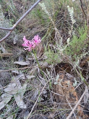 Nerine humilis