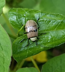 Meristata spilota