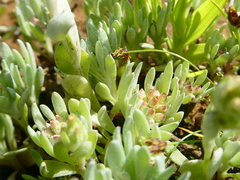 Gnaphalium pauciflorum