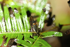 Luciola curtithorax