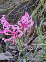 Nerine humilis