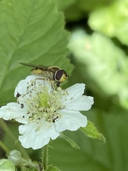 Syrphus ribesii