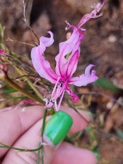 Nerine humilis