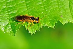 Pamphilius marginatus