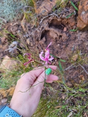 Nerine humilis