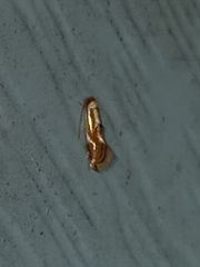 Philonome clemensella