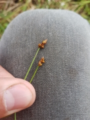 Carex chordorrhiza