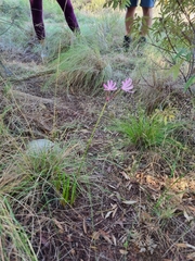 Nerine humilis
