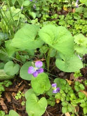Viola sororia