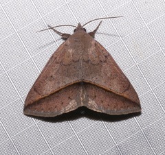 Argyrostrotis flavistriaria