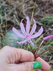 Nerine humilis