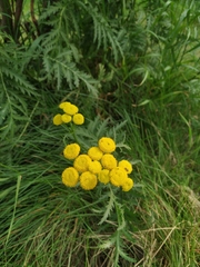 Tanacetum vulgare boreale