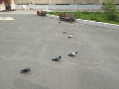 Columba livia domestica