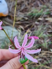 Nerine humilis