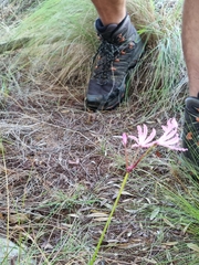 Nerine humilis