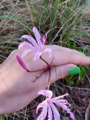 Nerine humilis