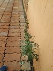 Artemisia vulgaris