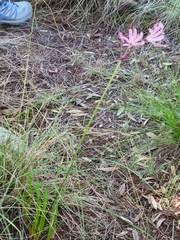 Nerine humilis