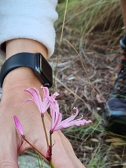 Nerine humilis