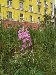 Chamaenerion angustifolium