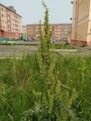 Rumex pseudonatronatus
