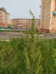 Rumex pseudonatronatus