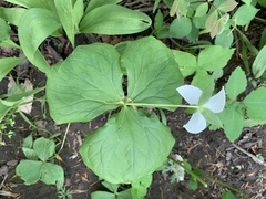Trillium flexipes