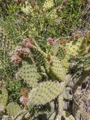Opuntia puberula