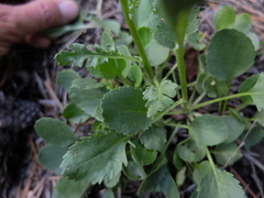 Packera streptanthifolia