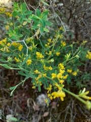 Anthyllis hermanniae hermanniae