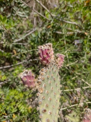 Opuntia puberula