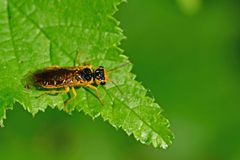Pamphilius marginatus