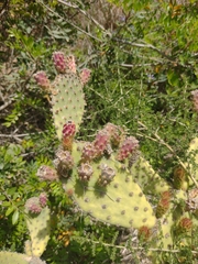 Opuntia puberula
