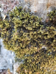 Racomitrium fasciculare