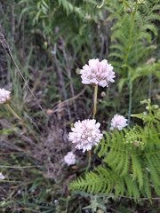 Armeria arenaria