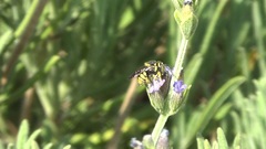 Anthidiellum strigatum