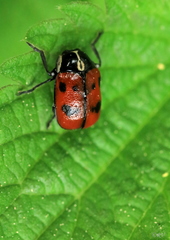 Cryptocephalus octopunctatus